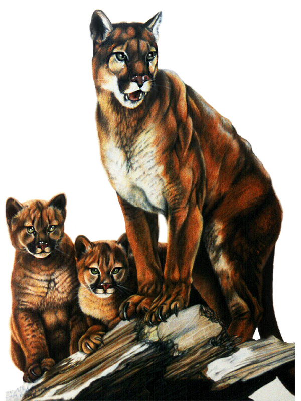 Cougar Family